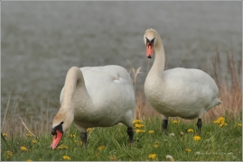 <p>Labuť velká (Cygnus olor) –--- /Mute schwan – Höckerschwan/</p>